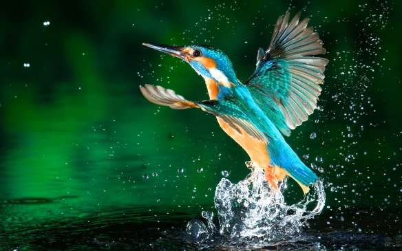 kingfisher-diving-into-water-wallpaper-1